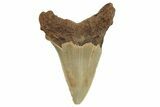 Serrated Angustidens Tooth - Megalodon Ancestor #295744-1